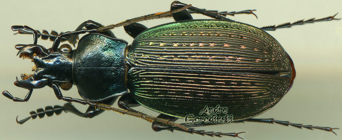 http://www.gorodinski.ru/carabus/Archaeocarabus vigil pseudotosanus.jpg